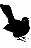 blackbird-merel silhouet
